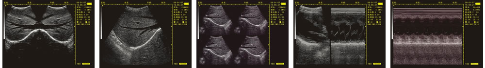 V-20掌上B型超聲診斷儀(動(dòng)物版)一流的數(shù)字成像技術(shù)，圖像更清晰